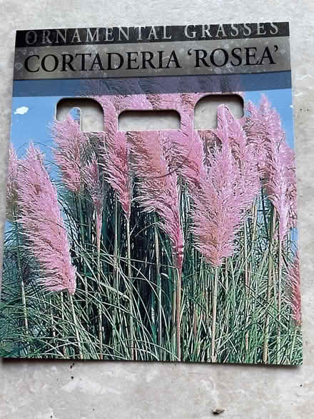 Photo of free pink pampas grass (Dousland) #1