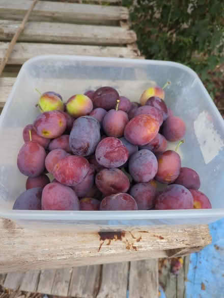 Photo of free Pick your own plums! (Mapperley NG3) #2