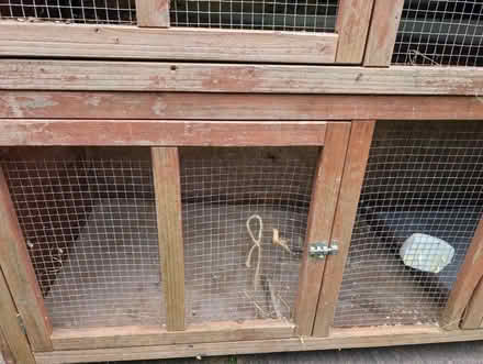 Photo of free Pet Hutch Guinea Pigs (Horsham Roffee) #3
