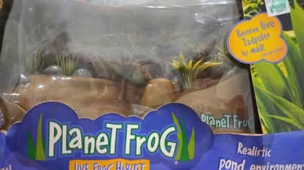 Photo of free Planet Frog live frog habitat (Allen) #1