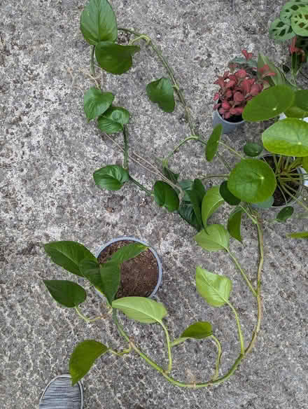 Photo of free Houseplants (BD16 cottingley) #3