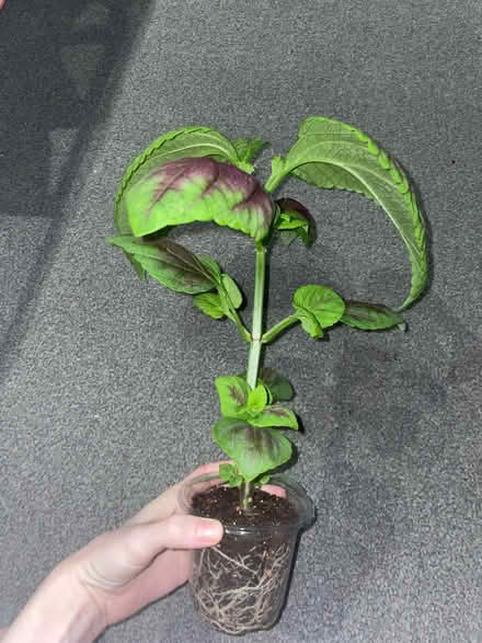 Photo of free Coleus plants indoor or outdoor (Birkenhead CH41) #4