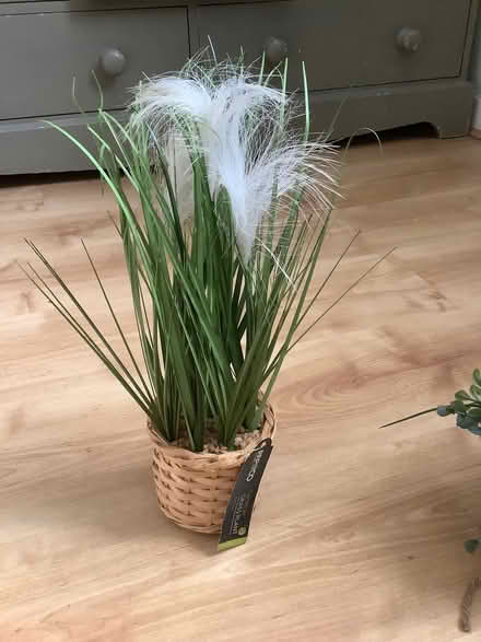 Photo of free Artificial plants (White City W10) #4