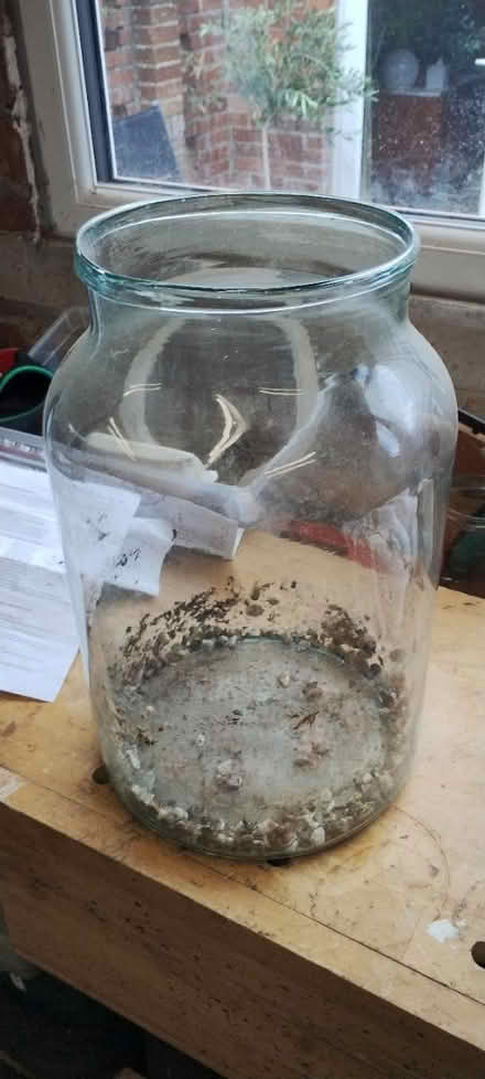 Photo of free Large glass jar / terrarium (Bangor) #1