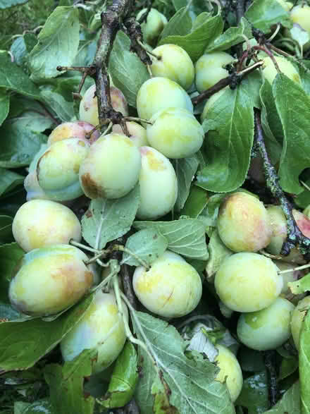 Photo of free Green Plums (Harrogate HG2) #3