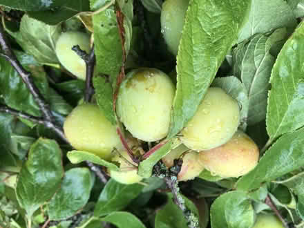 Photo of free Green Plums (Harrogate HG2) #1