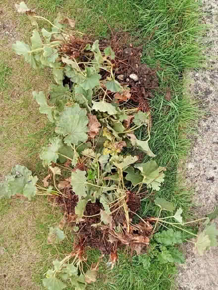 Photo of free Alchemilla mollies and grape hyacinth bulbs (Temple Cowley OX4) #1