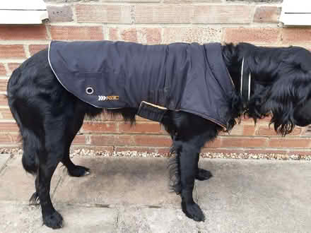 Photo of free Dog coat (World's End RH15) #2