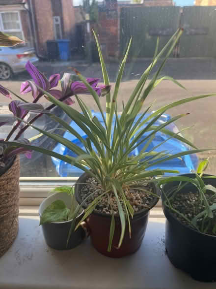 Photo of free Spider plant (Rowditch DE22) #1