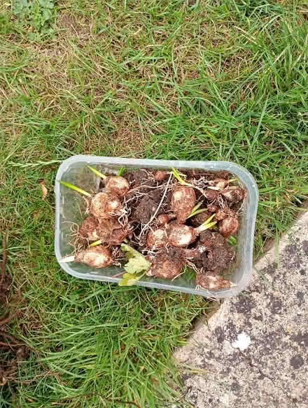 Photo of free Alchemilla mollies and grape hyacinth bulbs (Temple Cowley OX4) #2