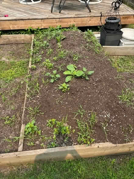 Photo of free top soil (Orleans) #2