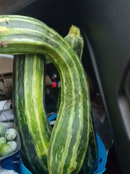 Photo of free Marrow (Wimbledon Village SW19) #1