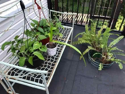 Photo of free Plants (Sea Cliff, NY) #1