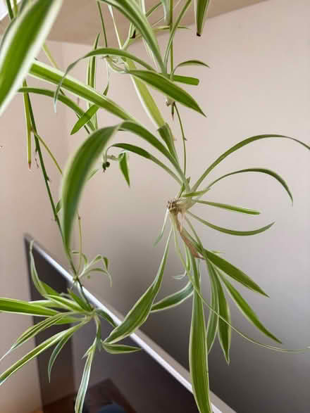 Photo of free Spider plant babies x3 (Bexleyheath DA6) #1