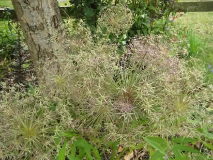 Photo of free Allium flower heads 28 of (Crookham Common) #1