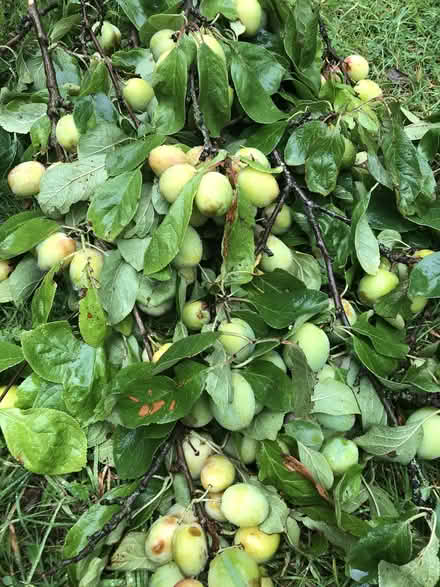 Photo of free Green Plums (Harrogate HG2) #2