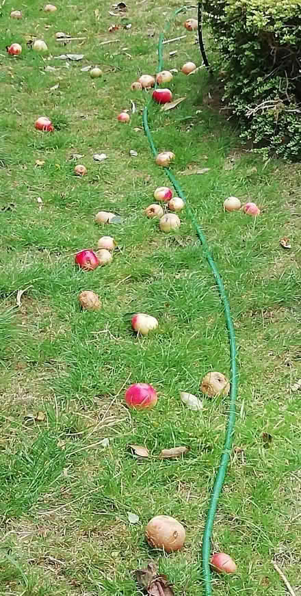 Photo of free Windfall apples, collect today :o) (Brookvale RG21) #1