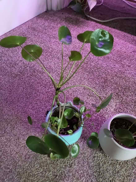 Photo of free Pilea peperomioides (Llanymynech SY22) #1