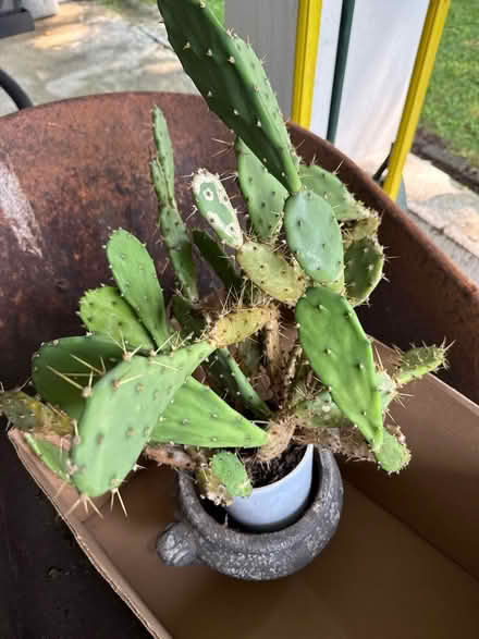 Photo of free Cactus (Hartsdale) #1