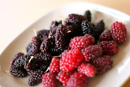Photo of free Loganberry plants, bare rooted (Chalvington BN27) #1
