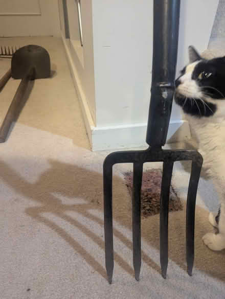 Photo of free Small garden fork (Greenlake) #2