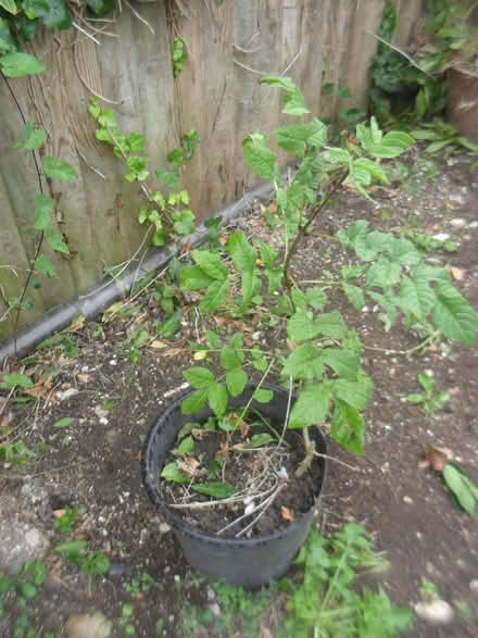 Photo of free Small ash tree in pot (Seaford BN25) #1