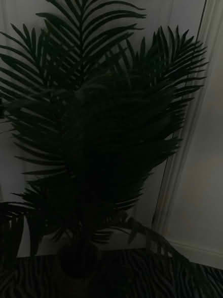 Photo of free Faux palm plant (Rochford SS4) #1