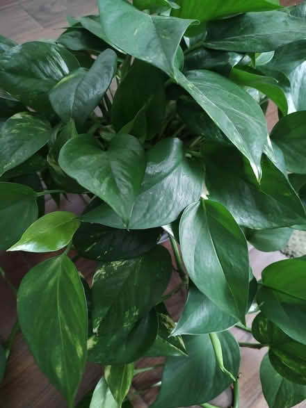 Photo of free Golden pothos plant (Odenton) #2