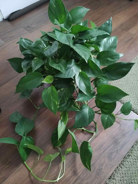Photo of free Golden pothos plant (Odenton) #1