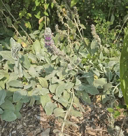 Photo of free Lamb's Ears plant, orange Dayliliy (West Danby, NY) #1