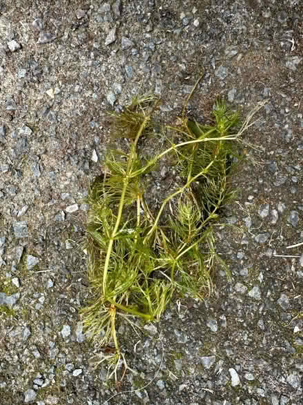 Photo of free Oxygenated pond plants (Longsight M18) #1
