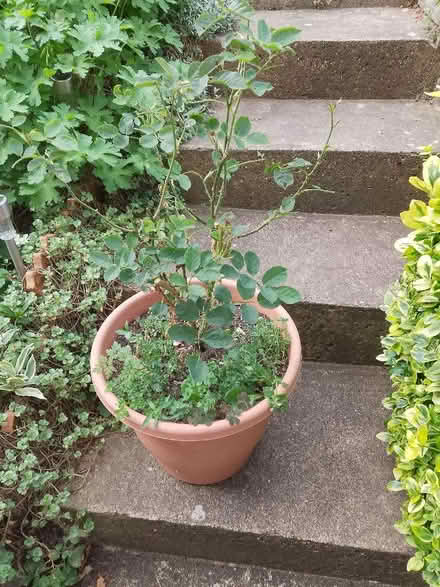 Photo of free Rose bush (Whoberley CV5) #1