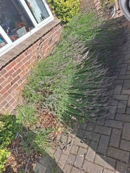 Photo of free Lavender (South Green CM11) #1