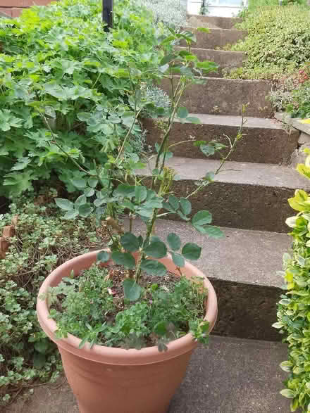 Photo of free Rose bush (Whoberley CV5) #2