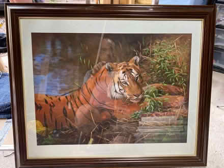 Photo of free Large Tiger Picture (Lilleshall TF10) #1