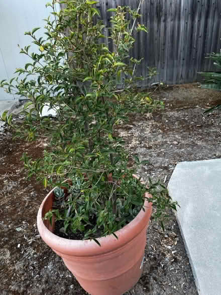 Photo of free Pyracanthus topiary potential (Moorpark & Bascom) #2