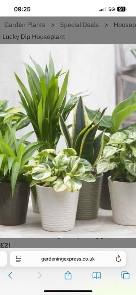 Photo of House Plants (CT2) #1