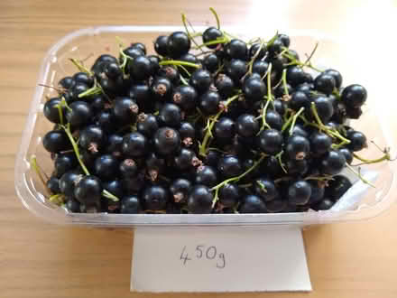 Photo of free Cooking Apples & Blackcurrants (North Ascot SL5) #2