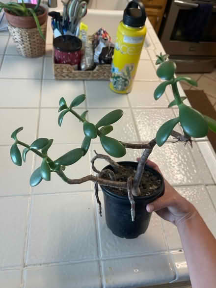 Photo of free Plants (Newhall) #1