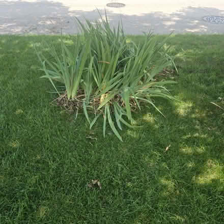 Photo of free Irises (Edgebrook) #1