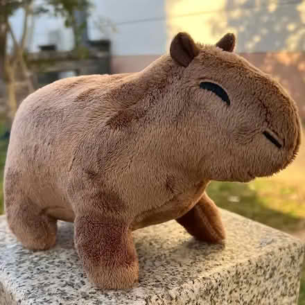 Photo of free capybara plush (Moor Allerton LS17) #1