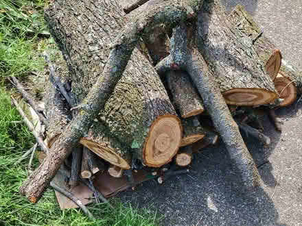 Photo of free Peach wood (14 Mile & Ryan) #1