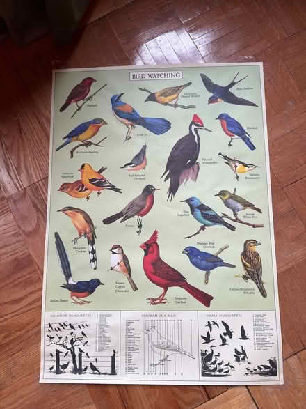 Photo of free Bird poster (Park slope) #1