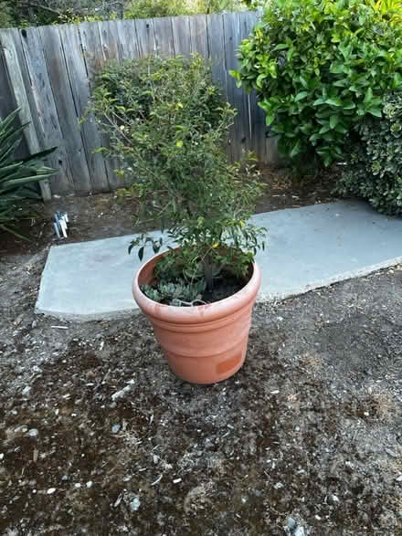 Photo of free Pyracanthus topiary potential (Moorpark & Bascom) #1