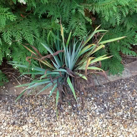 Photo of free Sisyrinchium striatum plants (Fords Farm RG31) #3