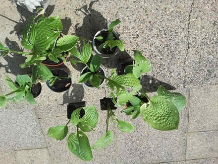 Photo of free Hosta plants (HP13 near railway station) #1