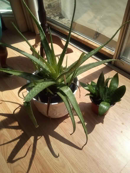 Photo of free aloe vera and sansevieria plants (Hobson & Woodridge Dr.,) #1