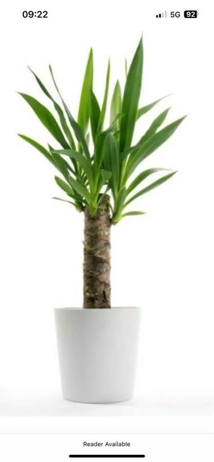 Photo of House Plants (CT2) #2
