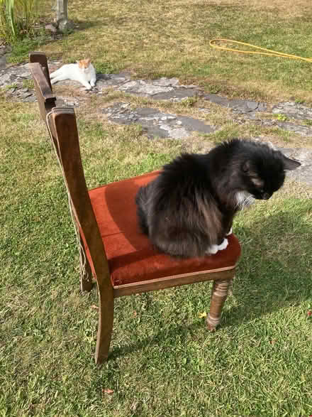 Photo of free Upright chair with padded seat (Old Radnor LD8) #3