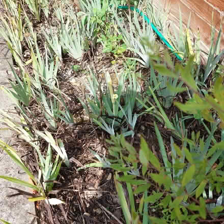Photo of free Sisyrinchium striatum plants (Fords Farm RG31) #4